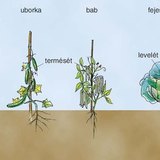 Növények ehető részei