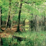 消失的湖泊：泥沼