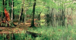 消失的湖泊：泥沼