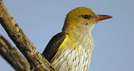 金黃鸝（雌鳥）