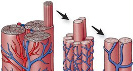 在肌肉中的毛细血管网