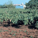 紅土，石灰岩地區的典型土壤