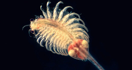 海水裏的葉足綱