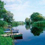 芦苇可以过滤流入湖泊的河水