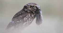 小貓頭鷹和田鼠