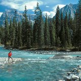 加拿大的针叶林