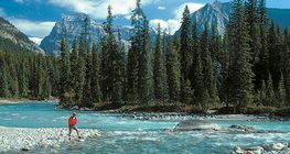 加拿大的针叶林