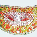 用刚果红和菊苣苷染色的苏格兰松叶的横截面（纤维素呈红色，木质素呈黄色）