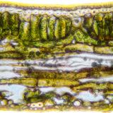 一个叶片的部分