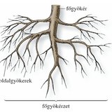 A paradicsom gyökérzete