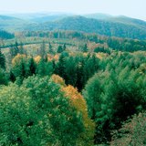 落叶森林，温带地区的陆地生物群落