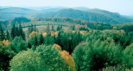 落叶森林，温带地区的陆地生物群落