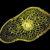 銀杉葉的橫截面