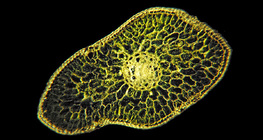 銀杉葉的橫截面