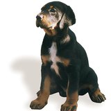 特兰西瓦尼亚猎犬