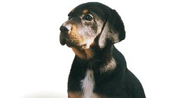 特蘭西瓦尼亞獵犬