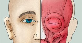 面部肌肉（或表情肌肉）