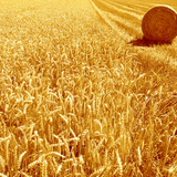 小麦