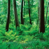 森林与林下蕨类