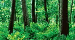 森林與林下蕨類