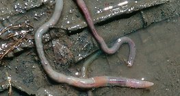 雨後蚯蚓的死亡