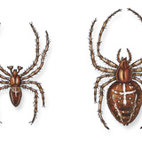 欧洲花园的蜘蛛（公，母）