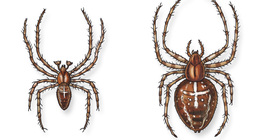 欧洲花园的蜘蛛（公，母）