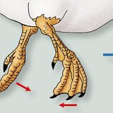 鸭的爪子在水中的的运动