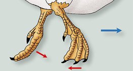 鸭的爪子在水中的的运动