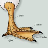 A házi kacsa úszólába