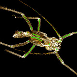 棚蚜虫的几丁质外骨骼