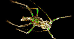 棚蚜蟲的幾丁質外骨骼