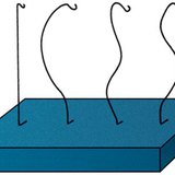 观察脊柱的曲线