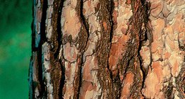 一棵松樹的樹皮