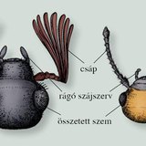 A májusi cserebogár és a burgonyabogár feje