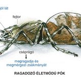 Keresztespók felépítése