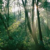 森林里的阳光