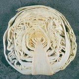 洋白菜的纵向截面