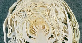 洋白菜的縱向截面