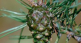 蘇格蘭松的松果