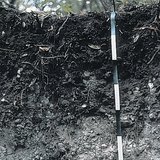 黑石灰土土壤层的横截面