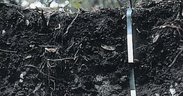 黑石灰土土壤层的横截面