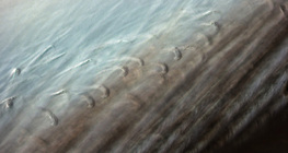 鳥羽的精細結構，帶互鎖的小球