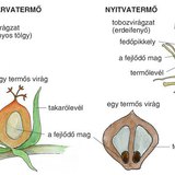 Zárvatermők és nyitvatermők összehasonlítása