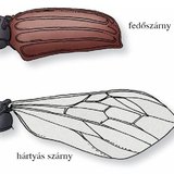 A bogarak szárnyai