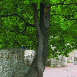 交缠生长的树木