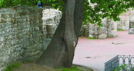 交缠生长的树木