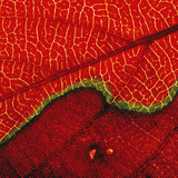 叶子 （显微镜图像）