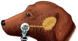 狗的唾液分泌 測量（巴甫洛夫法）