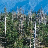 酸雨引起的破坏